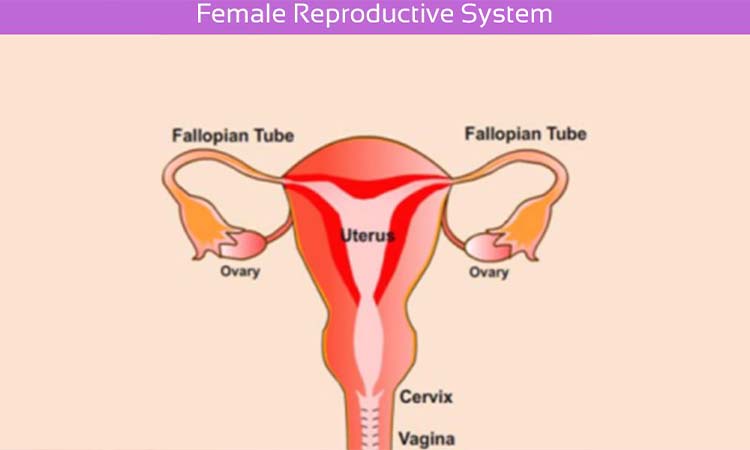 Best IVF Centres in Darbhanga, Bihar, Cost of IVF in Darbhanga, Bihar