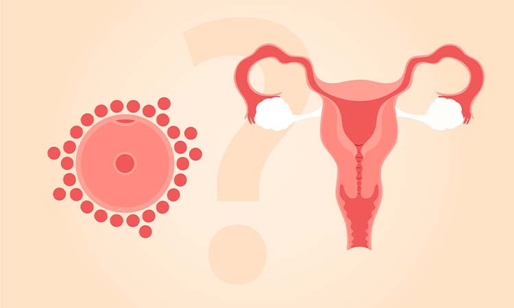 IVF Cost in Agra: Test Tube Baby Cost in Agra, Low-cost IVF Centres in Agra