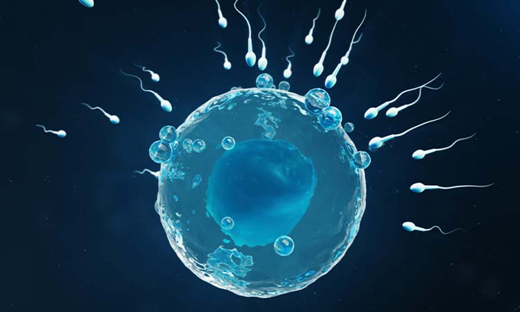 Best IVF Centres in Malerkotla, Punjab | IVF Cost in Malerkotla, Punjab