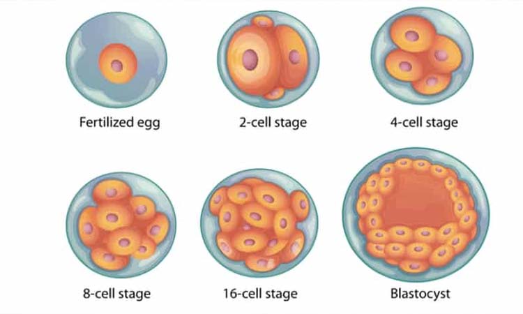 Best IVF Centres in Itarsi, Madhya Pradesh, Cost of IVF in Itarsi, Madhya Pradesh