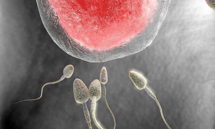 IVF Cost in Moga: Test Tube Baby Cost in Moga, Low-cost IVF Centres in Moga