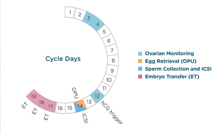 Step-by-Step through an IVF cycle