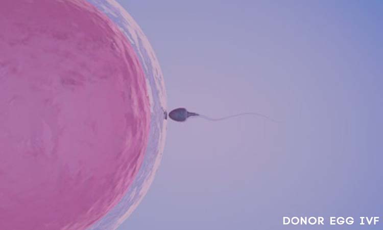 IVF Cost in Amritsar: Test Tube Baby Cost in Amritsar, Low-cost IVF Centres in Amritsar
