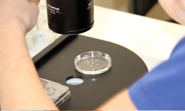 IVF Cost in Shimoga: Best IVF Treatment in Shimoga with High Success Rate