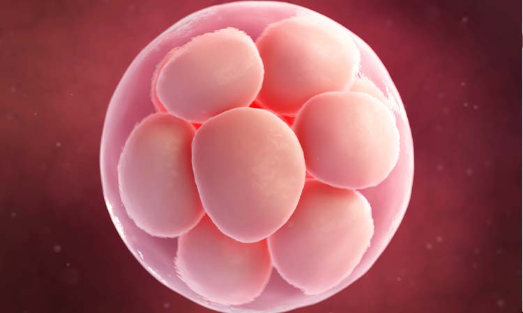 Find an Egg Donor