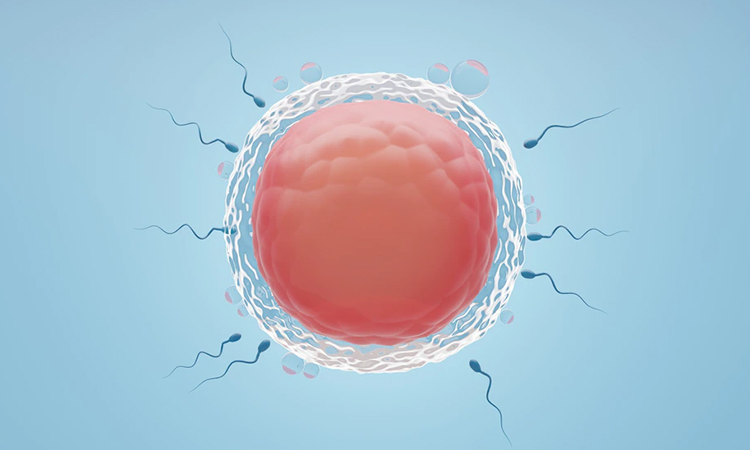 Egg Freezing Programs