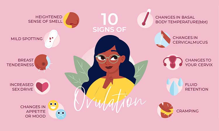 Ovulation Symptoms: 7 Signs of Ovulation